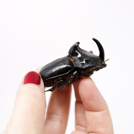 PACK OF 10 Thai Rhino Beetles (trichogomphus Martabani) A1 Real