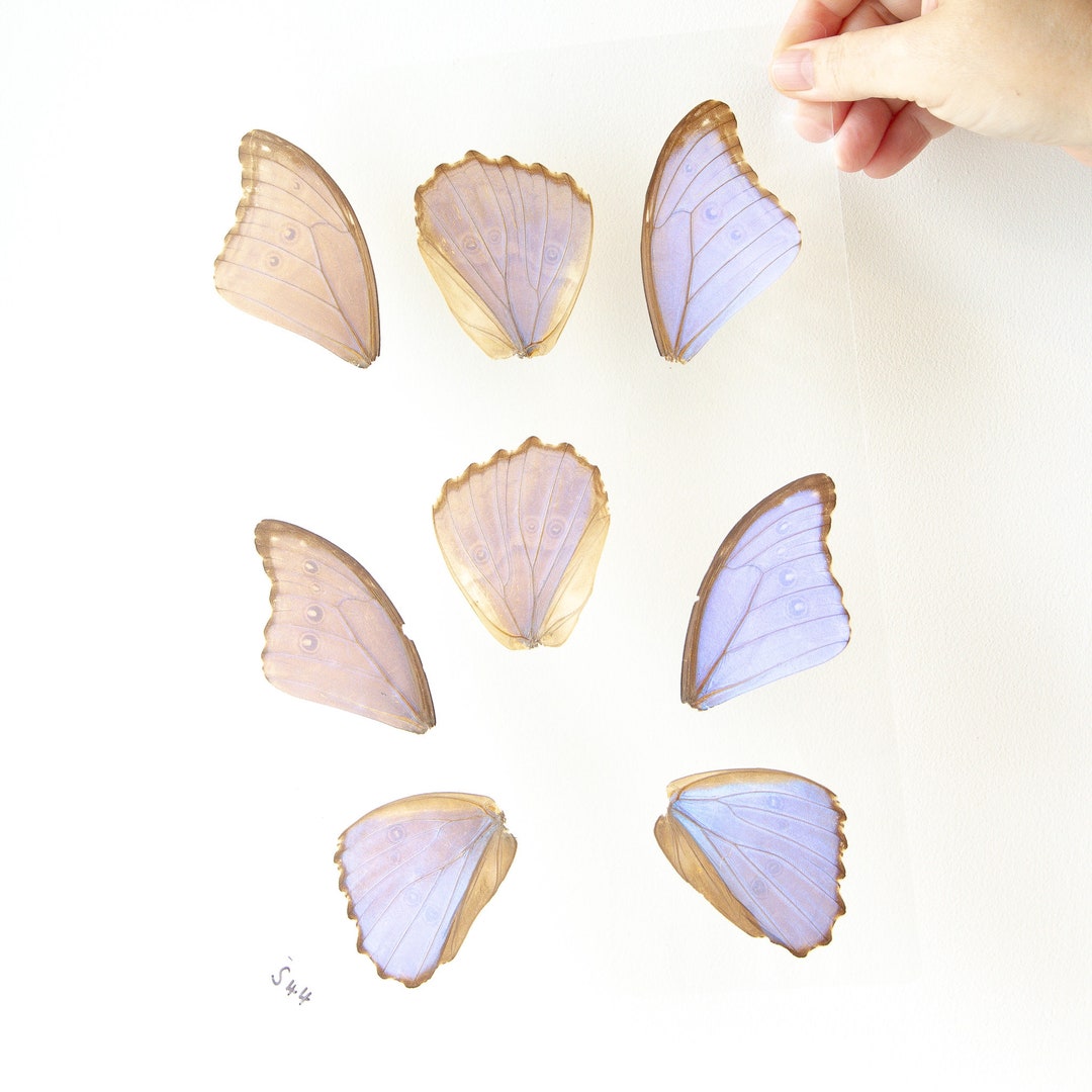 Butterfly Wings GLOSSY LAMINATED SHEET Real Ethically Sourced Etsy