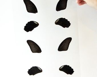 Butterfly Wings GLOSSY LAMINATED SHEET Real Ethically Sourced Specimens Moths Butterflies Wings for Art -- S98