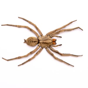 May include: A brown spider with long legs and a light brown body. The spider is lying on its back with its legs spread out.