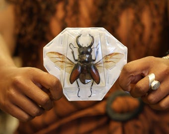 TWO (2) SPREAD Hexarthrius parryi A1 Wings-open