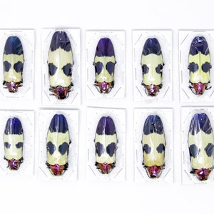 10 x Red Speckled Jewel Beetles | Chrysochroa buqueti rugicollis | A1 Entomology Specimens, WHOLESALE