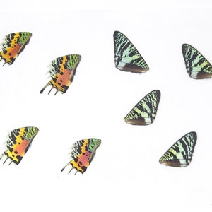 May include: Seven butterfly wings arranged in a pattern on a white background. The wings are a mix of green, black, yellow, orange, and red.
