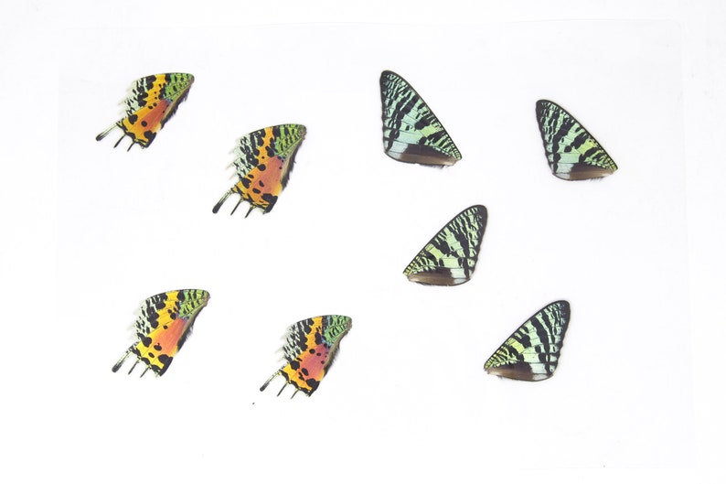 May include: Seven butterfly wings arranged in a pattern on a white background. The wings are a mix of green, black, yellow, orange, and red.