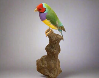 Gouldian Finch Taxidermy (Chloebia gouldiae) Non-CITES species