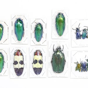 Assorted Specimens Insect Collection (Thailand) A1 Unmounted Dried Beetles, Coleoptera LOT*161