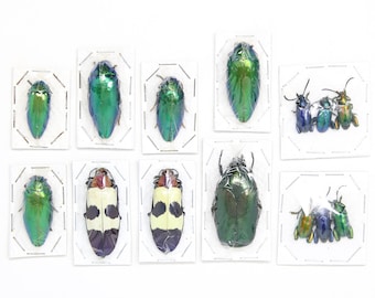 Assorted Specimens Insect Collection (Thailand) A1 Unmounted Dried Beetles, Coleoptera LOT*161