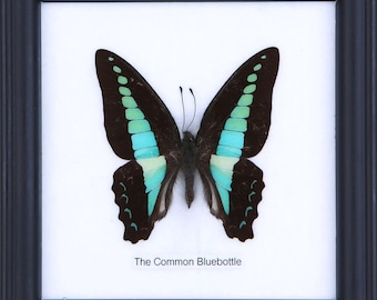 The Common Bluebottle | Real Butterfly Mounted Under Glass, Wall Hanging Home Décor Framed 5 x 5 In. Gift Boxed