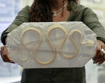 Coelognathus flavolineatus, CURVED Snake Skeleton, Preserved Reptile Specimens (Non-cites)
