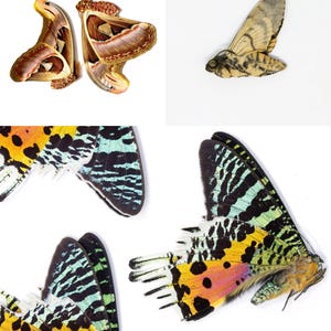 Tropical Moths SPECIAL OFFER PACK | Unmounted Specimen | Entomology Art Supplies