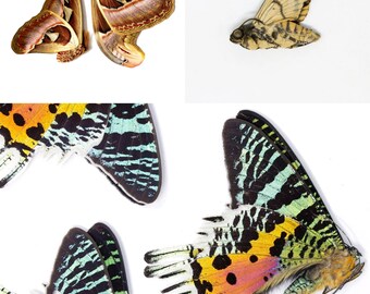 Tropical Moths SPECIAL OFFER PACK | Unmounted Specimen | Entomology Art Supplies
