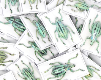10 x Turquoise Weevils (Eupholus cuvieri) A1 Entomology Specimens