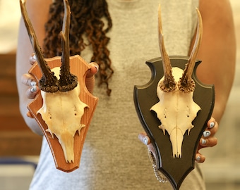 Vintage Roe Deer Skull Mounted on Wooden Shield (1970-90's Germany)