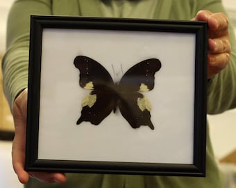 Real Butterfly Specimen Vintage Framed Dry-preserved Taxidermy Butterfly