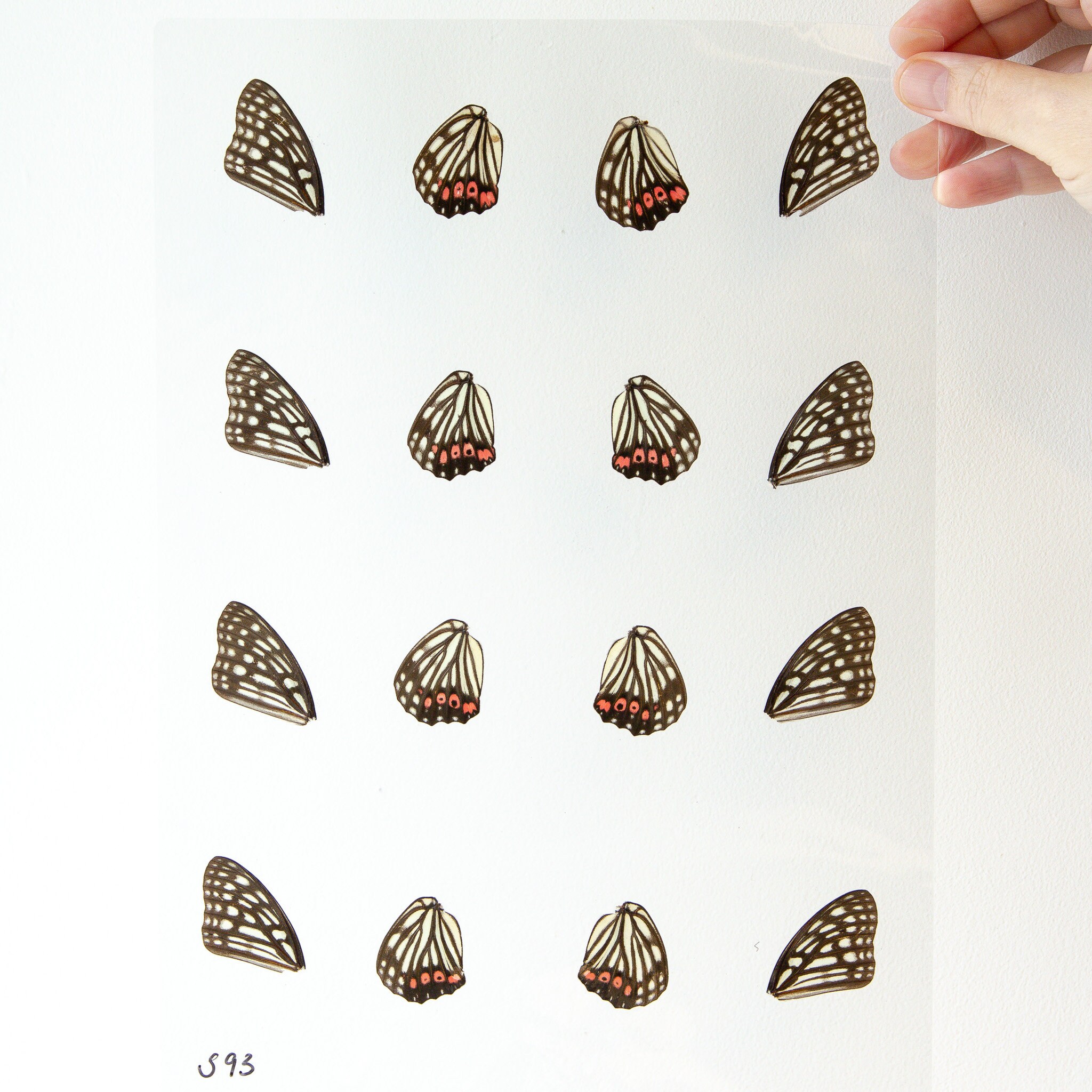 Butterfly Wings GLOSSY LAMINATED SHEET Real Ethically Sourced Specimens