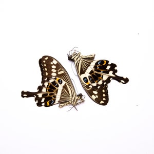 Zwei (2) Kaiser Schwalbenschwanz (Papilio lomieri) A1 Unmontierte echte Schmetterlinge