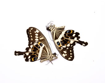 Two (2) Emperor Swallowtail (Papilio lomieri) A1 Unmounted Real Butterflies