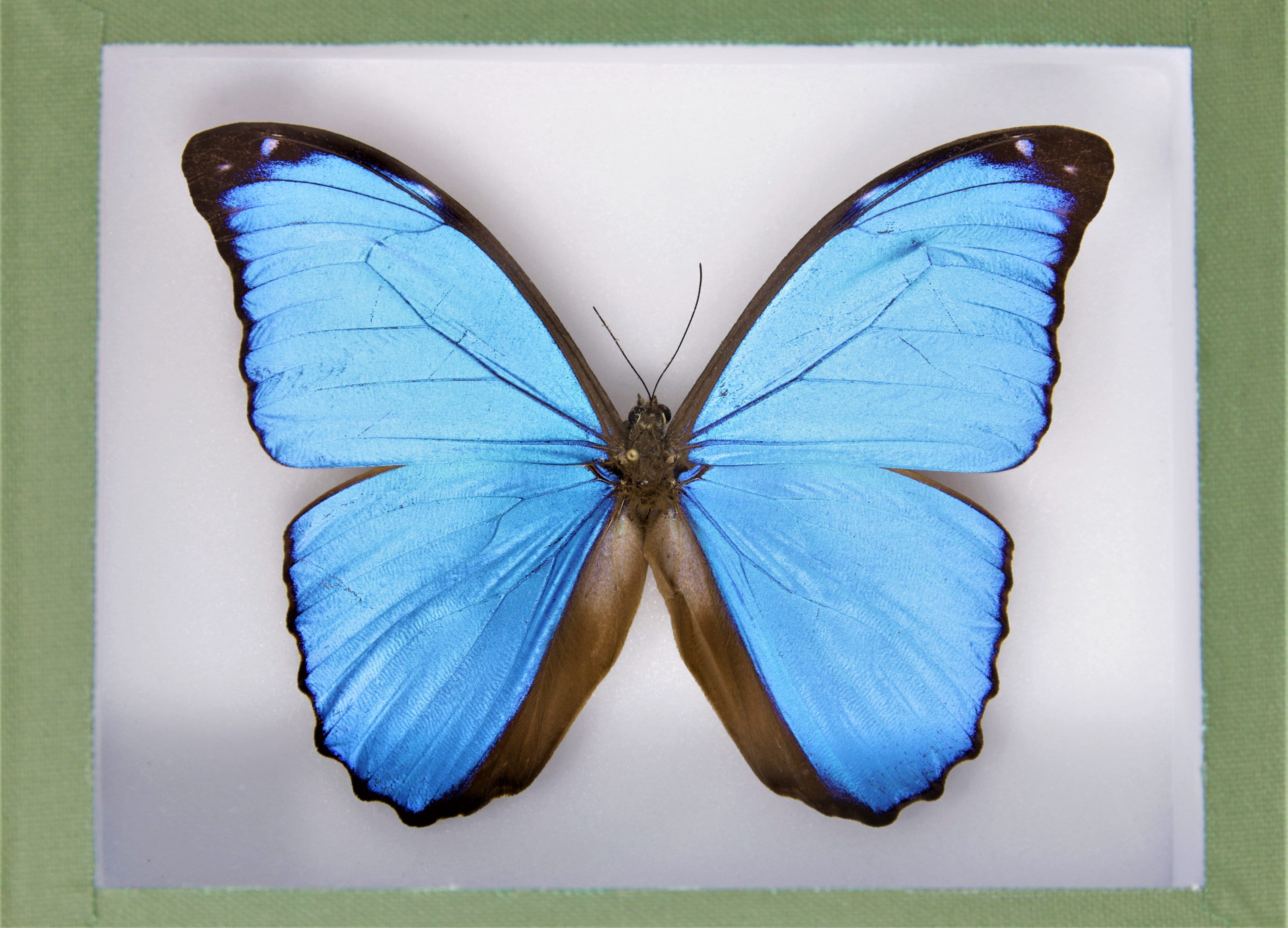 Framed Morpho Butterfly Collection | Museum Styled Specimens | Pinned