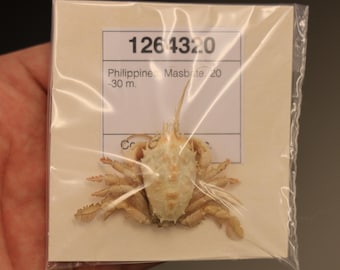 CORYSTIDAE Crab Specimen (Jonas distinctus) Philippines, Sea-life (1264320)