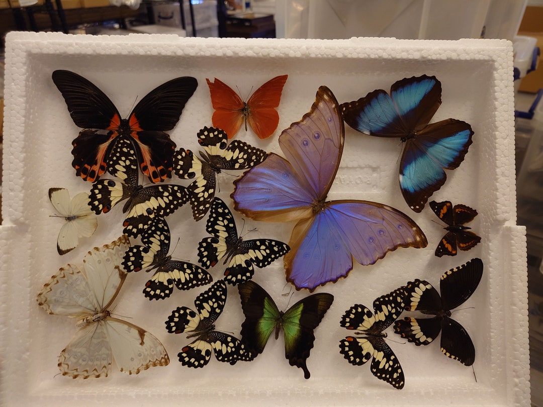 DAMAGED BUTTERFLIES as Seen in Photo. Broken Specimens Good for Art and ...