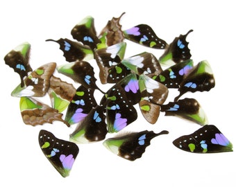 10 Loose Butterfly Wings, The Purple Spotted Swallowtail (Graphium weiskei) Real Insect Wings for Artistic Creation