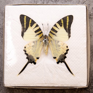 2er-Pack Fünfblättrige Schwertschwanzschmetterlinge (Graphium antiphates) WINGS-SPREAD, ethisch hergestellte erhaltene Exemplare zum Sammeln & für Kunst