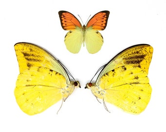 Two (2) Hebomoia leucippe, A1 Real Dry-Preserved Butterflies, Unmounted Entomology Taxidermy Specimens