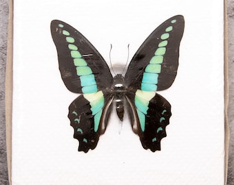 Pack of 2 Common Bluebottle Butterflies (Graphium sarpedon) WINGS-SPREAD, Ethically Sourced Preserved Specimens for Collecting & Artistic