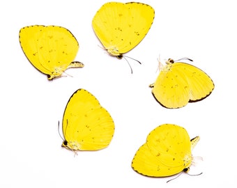 FIVE (5) Eurema hecabe | A1 Real Dry-Preserved Butterflies | Unmounted Entomology Taxidermy Specimens