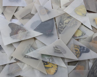 A Pack of 500 Ethically Sourced Butterflies | Assorted Unmounted Butterflies, Lepidoptera, Entomology Farmed Specimens WHOLESALE