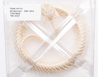 Indo-Chinese Rat Snake Skeleton (Ptyas korros) A1 Coiled Specimen (Non-CITES)