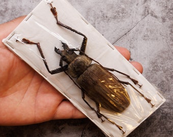 PAIR (2) Long-horn Beetles (Xixuthrus lunicollis) MALE/FEMALE A1 Extra Large Specimens ** +100MM **