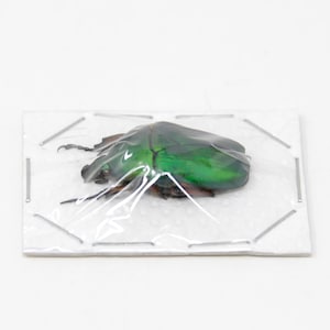 TWO (2) Green Flower Beetles | Euchloropus laetus | Ethical Insect Specimens for Entomology and Art