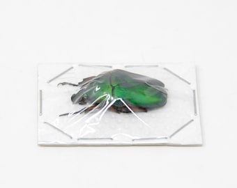 TWO (2) Green Flower Beetles | Euchloropus laetus | Ethical Insect Specimens for Entomology and Art
