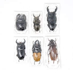 Assorted Specimens Insect Collection (Thailand) A1 Unmounted Dried Beetles, Coleoptera LOT*197