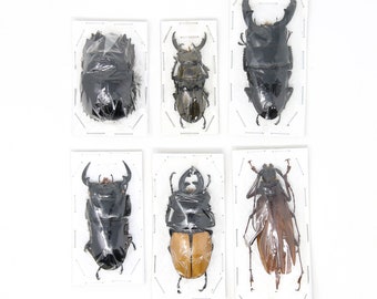 Assorted Specimens Insect Collection (Thailand) A1 Unmounted Dried Beetles, Coleoptera LOT*197