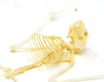 Minute Fruit Bat Skeleton (Cynopterus minutus) A1 Spread Specimen (Non-CITES)