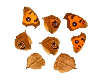 10 Peacock Pansy Loose Butterfly Wings (Junonia almana) Real Wings for Artistic Creation