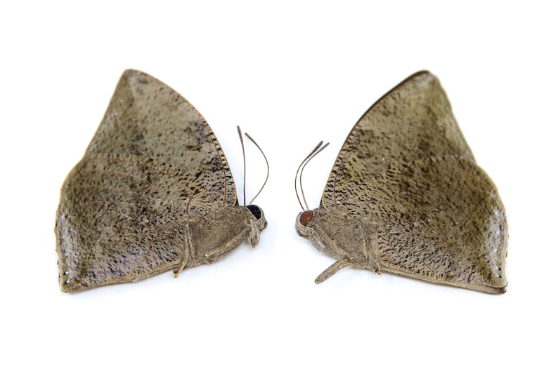 Two 2 Anaea xenocrates, A1 Real Dry-Preserved Butterflies, Unmounted Entomology Taxidermy Specimens image 4