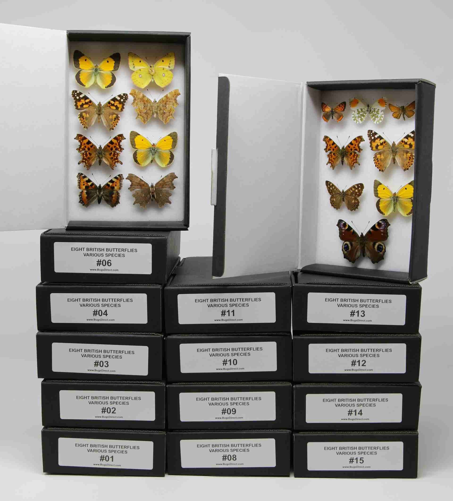 A box of 8 pinned BRITISH Butterflies, Various English LEPIDOPTERA Dry