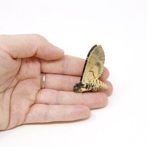 Peut inclure: Un papillon de nuit brun clair et noir avec les ailes d&eacute;ploy&eacute;es, reposant dans la paume d'une main.