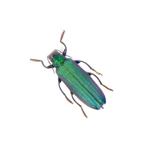 Op de afbeelding: Een groene kever met iriserende vleugels en zwarte poten. De kever is op een witte achtergrond.