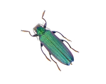 TWO (2) Jewel Beetles (Demochroa detanii) A1 Buprestidae Specimens