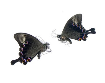 LOT OF 10 Paris Peacock Swallowtail (Papilio paris) A1 Unmounted Butterflies