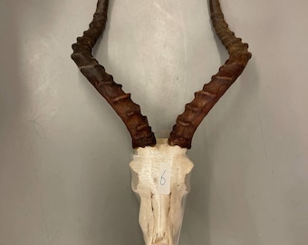 Large African Impala Skull (Aepyceros melampus) 63cm Non-CITES species