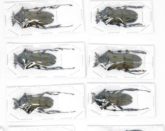 2 x Diostocera wallichi tonkinensis | Asian Long-horn Beetles | Insect Specimens for Entomology and Art