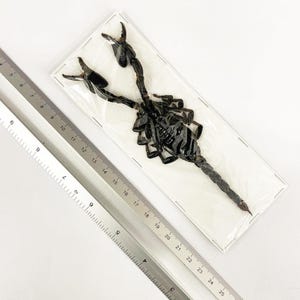 5 x Javablå skogsskorpioner (Javanimetrus cyaneus) 150 mm A1 entomologiska exemplar