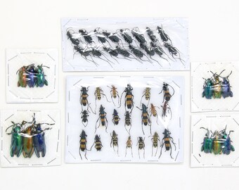 Assorted Specimens Insect Collection (Thailand) A1 Unmounted Dried Beetles, Coleoptera LOT*138