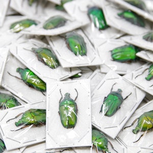 FIVE (5) Green Flower Beetles | Euchloropus laetus | A1 Specimens for Entomology and Art