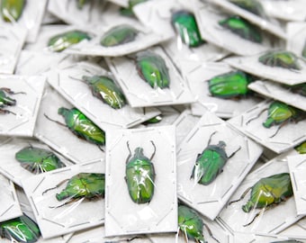 TWO (2) Green Flower Beetles | Euchloropus laetus | Ethical Insect Specimens for Entomology and Art